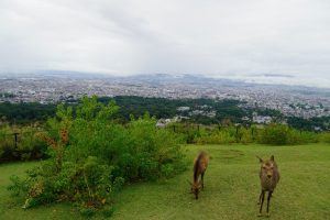Wanderung zum Mount Wakakusa in Nara