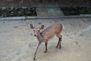 Hirsch im Nara Park