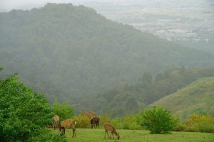Top of Mount Wakakusa in Nara