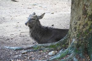 Hirsch im Nara Park