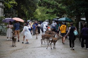 Reh umgeben von Menschen in Nara