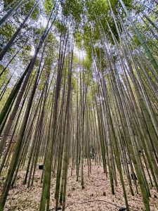Arashiyama Bamboo Grove