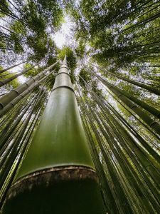 Arashiyama Bamboo Grove