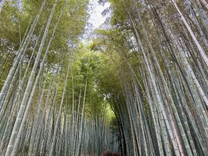 Im Bambuswald von Arashiyama – einer der bekanntesten Spazierwege Kyotos