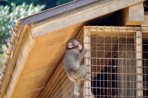 Japanmakake am Fütterungshaus des Arashiyama Monkey Park Iwatayama