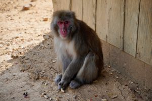 Ausgewachsener Japanmakake im Arashiyama Monkey Park Iwatayama