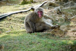 Ausgewachsener Japanmakake im Arashiyama Monkey Park Iwatayama