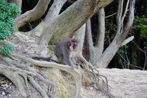 Ausgewachsener Japanmakake im Arashiyama Monkey Park Iwatayama
